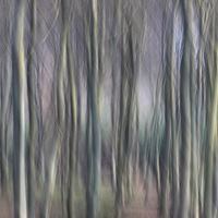 Buy canvas prints of Colour of the Winter Woods by Ceri Jones