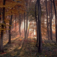 Buy canvas prints of Golden Autumn Light by Ceri Jones