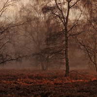 Buy canvas prints of Winter Morning Mist by Ceri Jones