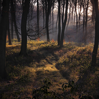 Buy canvas prints of Winter Woodland Mist by Ceri Jones