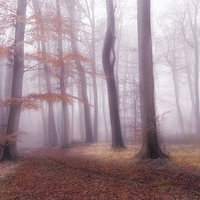 Buy canvas prints of Foggy Woods by Ceri Jones