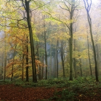 Buy canvas prints of Autumn Mist by Ceri Jones