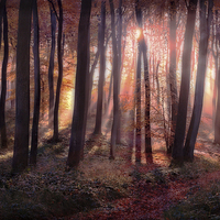 Buy canvas prints of Autumn Sunrise in Woods by Ceri Jones
