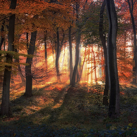 Buy canvas prints of Autumn Woodland Sunrise by Ceri Jones