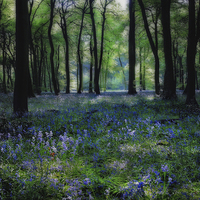 Buy canvas prints of Spring Bluebells by Ceri Jones