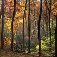 Buy canvas prints of Blazing Autumn Woods by Ceri Jones