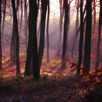 Buy canvas prints of Woodland Light by Ceri Jones