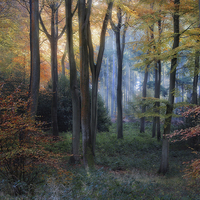 Buy canvas prints of Early Autumn Morning by Ceri Jones