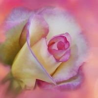 Buy canvas prints of Photo-Art The Pink Rose by Ceri Jones