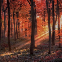Buy canvas prints of Autumn Woodland Sunlight by Ceri Jones