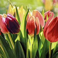 Buy canvas prints of Photo-Art Bunch of Tulips by Ceri Jones