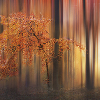 Buy canvas prints of Autumn Woodland Abstract by Ceri Jones