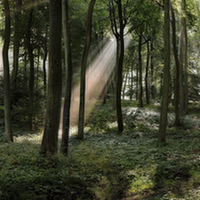 Buy canvas prints of Panoramic Summer Woods by Ceri Jones