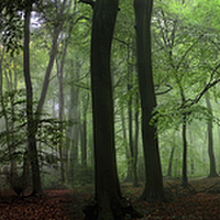 Buy canvas prints of The Seasons of the Forest by Ceri Jones