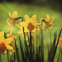 Buy canvas prints of Spring daffodils by Ceri Jones