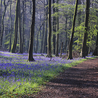 Buy canvas prints of Bluebells in Spring Woodlands by Ceri Jones
