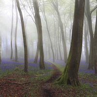 Buy canvas prints of Bluebell Path in Misty Woodlands by Ceri Jones