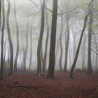 Buy canvas prints of Spring Misty Woods by Ceri Jones