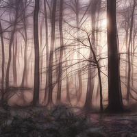 Buy canvas prints of  Woodland Dawn by Ceri Jones