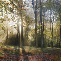 Buy canvas prints of  Morning Misty Woods by Ceri Jones