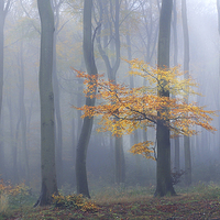 Buy canvas prints of  Autumn Mist by Ceri Jones
