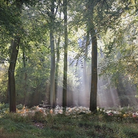 Buy canvas prints of  Summer Morning Woods by Ceri Jones
