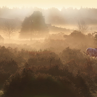 Buy canvas prints of  New Forest Dawn by Ceri Jones