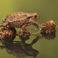 Buy canvas prints of  Common European Toad by Ceri Jones
