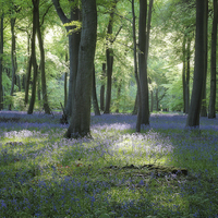 Buy canvas prints of  Spring Bluebell Woods by Ceri Jones