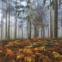 Buy canvas prints of  Autumn Pine Woodlands by Ceri Jones