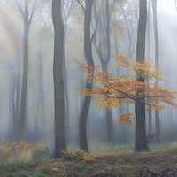 Buy canvas prints of  Morning Woodlands by Ceri Jones