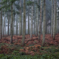 Buy canvas prints of  Autumn Pine Woods by Ceri Jones