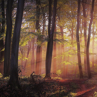 Buy canvas prints of  Morning Woodland Light by Ceri Jones