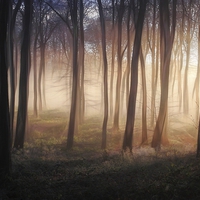 Buy canvas prints of Misty Winter Woods by Ceri Jones