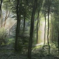 Buy canvas prints of  Summer Woodland Light by Ceri Jones
