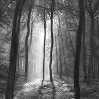 Buy canvas prints of  The light and shadows of the forest by Ceri Jones