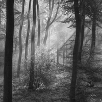 Buy canvas prints of  The Tones of the Forest by Ceri Jones