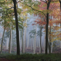 Buy canvas prints of  Autumn Woodlands by Ceri Jones