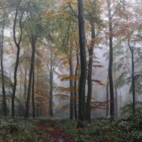 Buy canvas prints of  Misty Forest by Ceri Jones