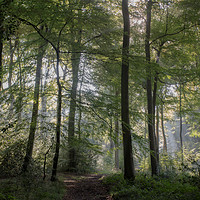 Buy canvas prints of Morning Woodlands by Ceri Jones
