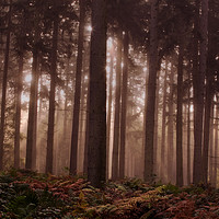 Buy canvas prints of Morning Pine Woodlands by Ceri Jones