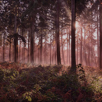 Buy canvas prints of Forest Dawn by Ceri Jones