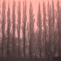 Buy canvas prints of Trees in the Mist by Ceri Jones