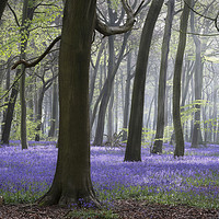 Buy canvas prints of Morning Bluebell Woods by Ceri Jones