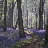Buy canvas prints of Bluebell Woodland Path by Ceri Jones