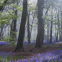 Buy canvas prints of Spring Bluebell Woodlands by Ceri Jones