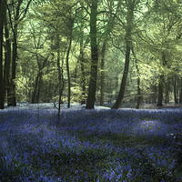 Buy canvas prints of Evening Bluebell Woods by Ceri Jones