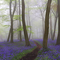 Buy canvas prints of Misty Spring Bluebells by Ceri Jones