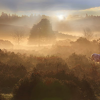 Buy canvas prints of New Forest Dawn by Ceri Jones