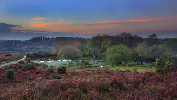 New Forest Morning Canvas Print by Ceri Jones